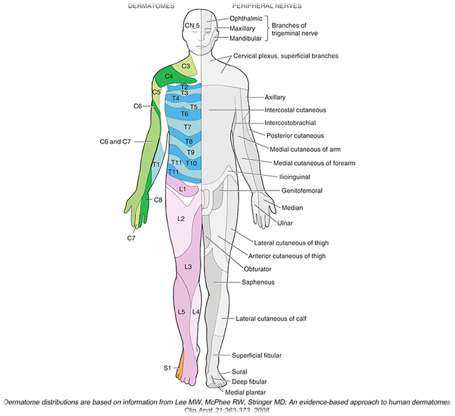 <ul><li><p>refers to a part of the skin that is innervated by a singular spinal nerve</p></li></ul><p></p>