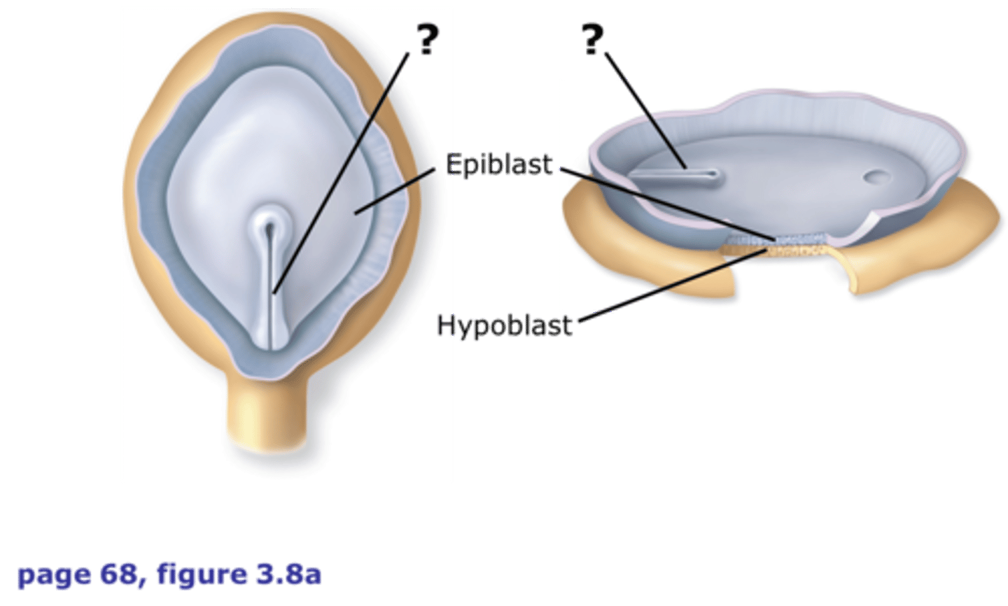 <p>Two-layered structure formed from embryoblast, consisting of epiblast and hypoblast.</p>
