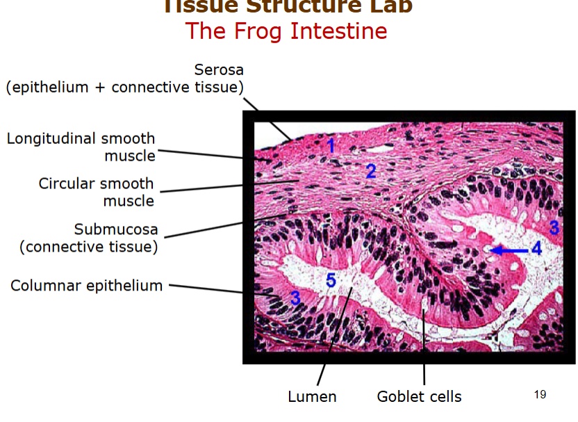 <p>serosa - epithelium connective tissue</p><p>longitiudinal and circular smooth muscle (peristalsis)</p><p>submucosa - connective tissue</p><p>columnar epithelium - nutrient absorption</p><p>villi - creates more SA interaction</p>
