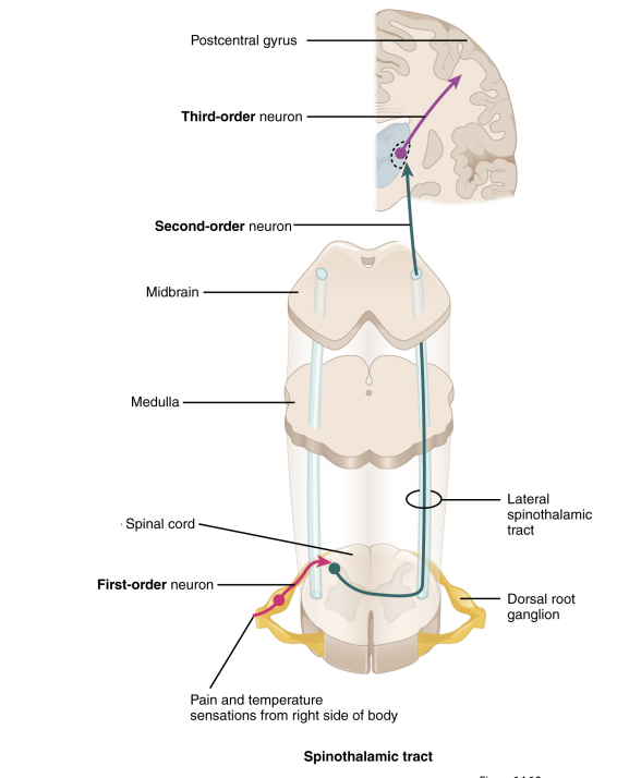 <ol><li><p>Thermoreceptor stimulated</p></li></ol><p><strong><em><u>First-order neuron:</u></em></strong></p><ol><li><p>Action potential travels to the spinal cord,</p></li><li><p>Immediately synapses at the spinal cord <strong>on the side of sensation</strong></p></li></ol><p><strong><em><u>Second-order neuron:</u></em></strong></p><ol><li><p>Decussates in spinal cord, crossing over to the other side and up the spinal cord (travels contralateral to the sensation)</p></li><li><p>Synapses in the <strong>thalamus</strong></p></li></ol><p><strong><em><u>Third-order neuron:</u></em></strong></p><ol><li><p>Travels to the <strong>various region in the brain</strong></p><ol><li><p><mark data-color="purple" style="background-color: purple; color: inherit;">Somatosensory cortex (“sensory homunculus”)</mark></p></li><li><p><mark data-color="purple" style="background-color: purple; color: inherit;">Anterior cingulate cortex</mark></p></li><li><p><mark data-color="purple" style="background-color: purple; color: inherit;">Frontal lobe</mark></p></li></ol></li></ol><p></p>