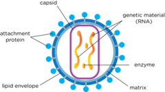 <p>- Genetic material (DNA / RNA)</p><p>- Capsid (protein coat)</p><p>- Attachment proteins</p>