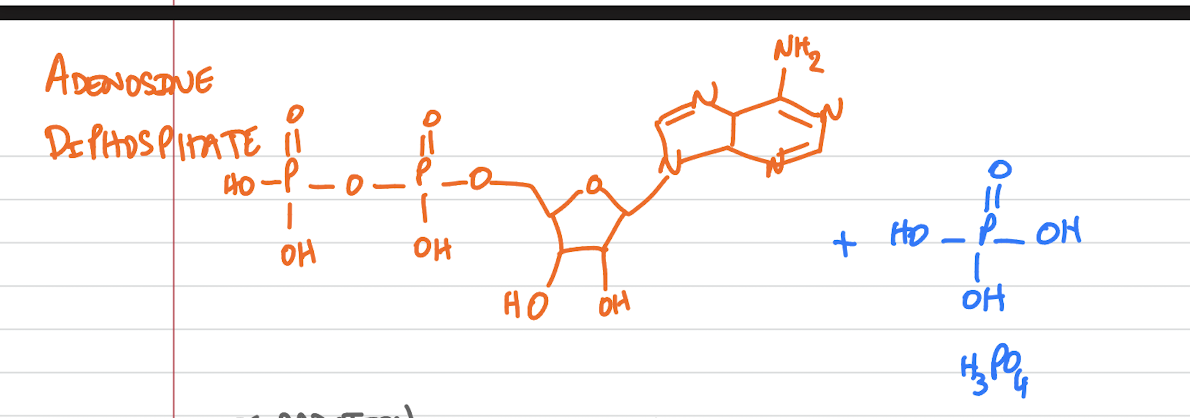 <p><span>L’ADP est une batterie partiellement utilisée et n’a pas autant d’énergie que l’ATP, car elle possède que deux phosphates.</span></p>