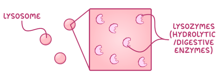 <p>Hydrolytic enzymes, surrounded by a membrane.</p><p>Digest pathogens (during phagocytosis) and break down waste material.</p>