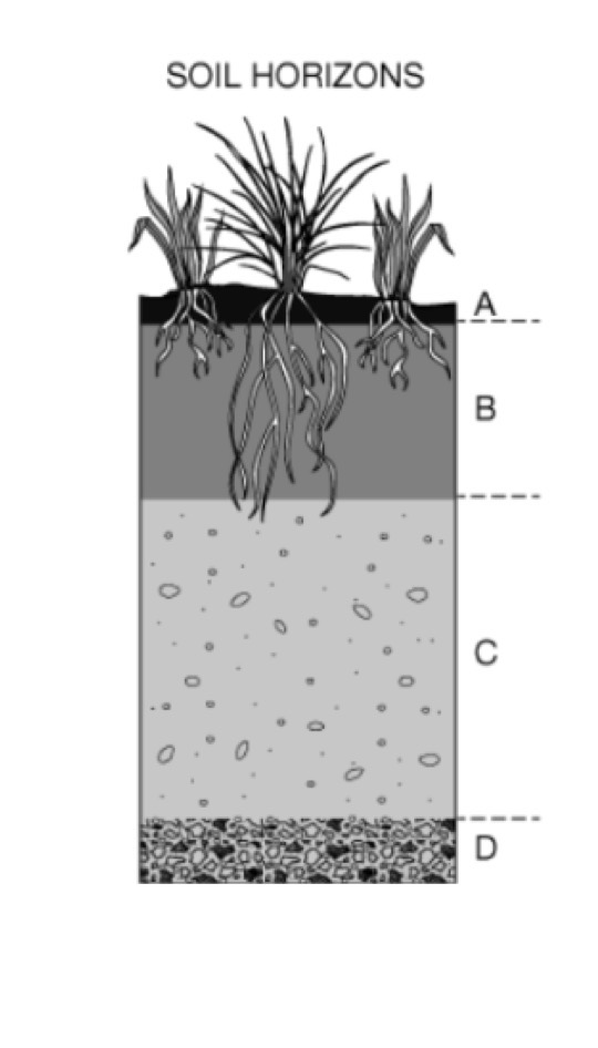 <p>Layer Rich in organic matter </p>