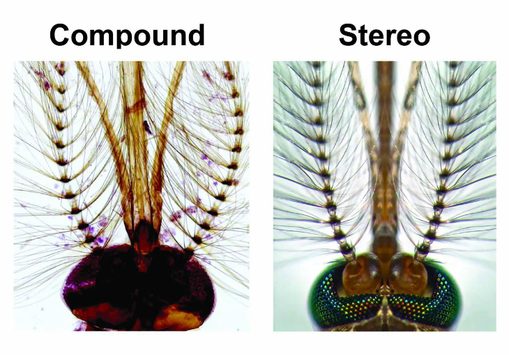 <p><span style="background-color: transparent;">Compound microscope relies on light passing through the specimen</span></p><p><span style="background-color: transparent;">Stereo microscopy is great for dissecting small subjects, however stereo is not great for imaging cells in a tissue</span></p>