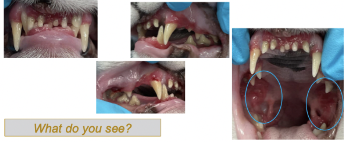 <p>A 4yo FS DSH cat presents for oral pain and inflammation. FIV/FeLV negative, UTD on vaccines and preventative care. Pain when eating observed by the owner. No weight loss at time of presentation. Slower eating but not anorexic. </p><p></p><p>What do you see?</p>