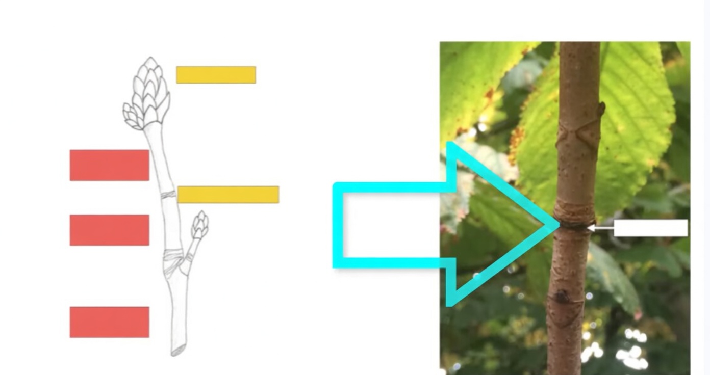 <p>Woody Stem Key Features</p>