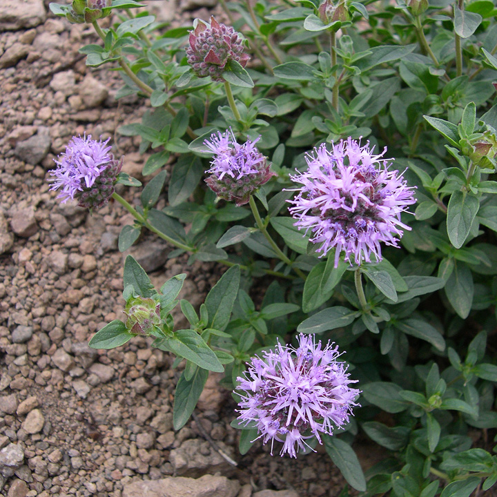 <p>Bee balm/ mountain monardella/ alpine mountainbalm </p><p>Lamiaceae </p><p>square stems, opposite leaves, tones of flowers in heads, purple fragrant flowers </p><p>many medicinal uses </p>
