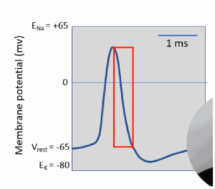<p>The falling phase immediately after the peak, where the membrane potential drops rapidly from its peak (near ENa) back down toward and past the resting potential, as PNa falls and PK dominates again.</p>
