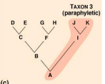 <p>Taxon that does not include all organisms descended from a common ancestor</p>