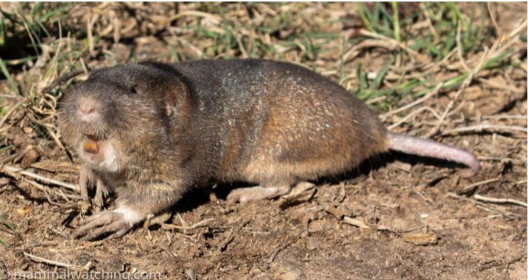 <p>• Relatively large</p><p>• pale or greyish-brown fur</p><p>• Stout-bodied with small ears</p><p>and eyes</p>