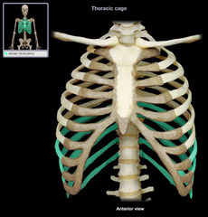 <p>last 5 pairs of ribs; attach indirectly to the sternum or do not attach at all</p>