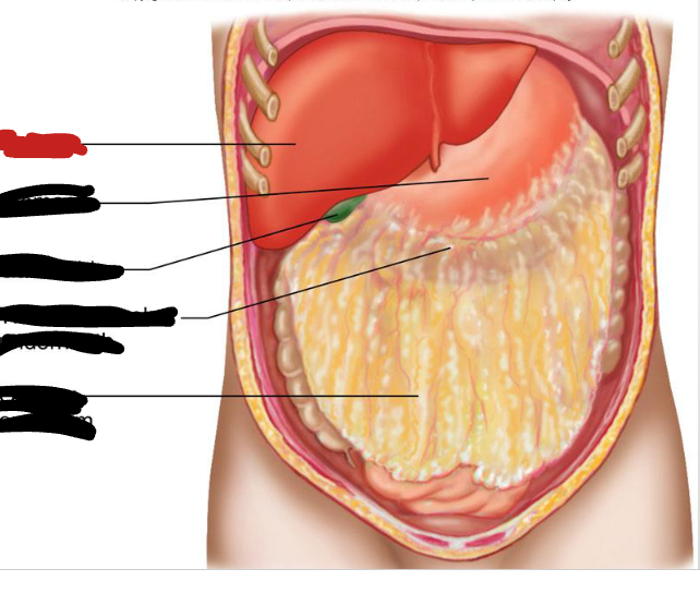 <p>name and function</p>