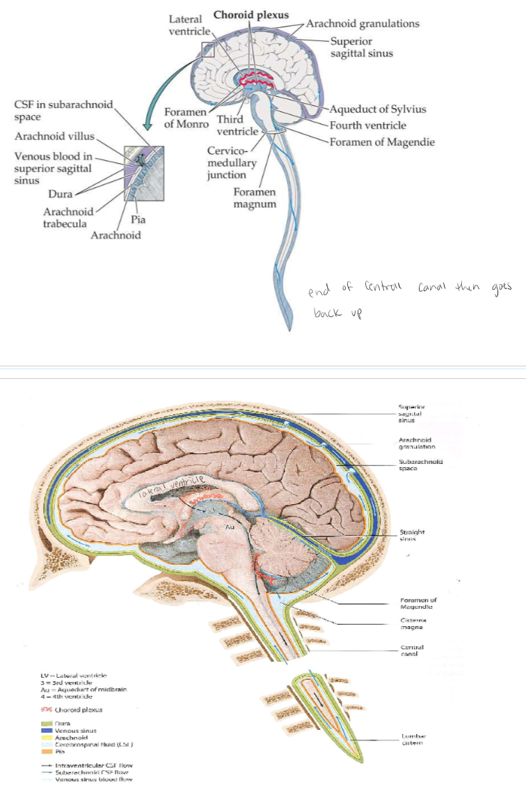 <p>red wave = choroid plexus. Foramen of Monro = connects lateral ventricle to 3rd ventricle. Central canal space surrounding spinal cord. In between meningal layers. CSF goes down and comes back up in subarachnoid space meningal layer. </p>