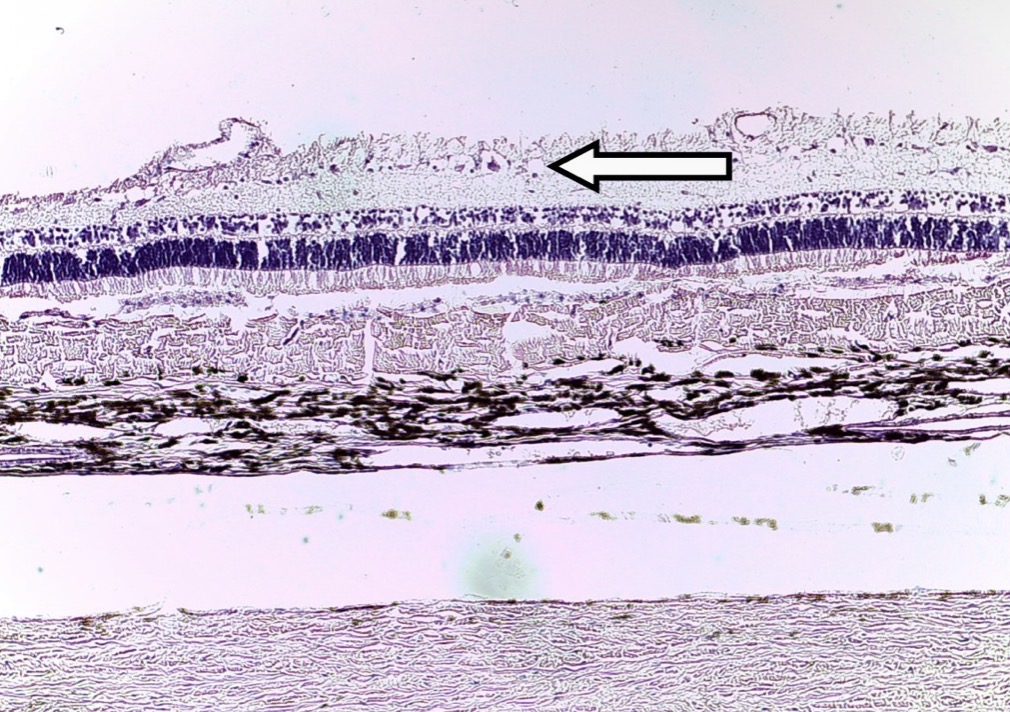 <p><span>Identify the SPECIFIC layer of cells.</span></p>