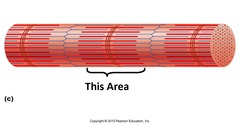<p>- Dark area; extends length of the thick filaments</p>