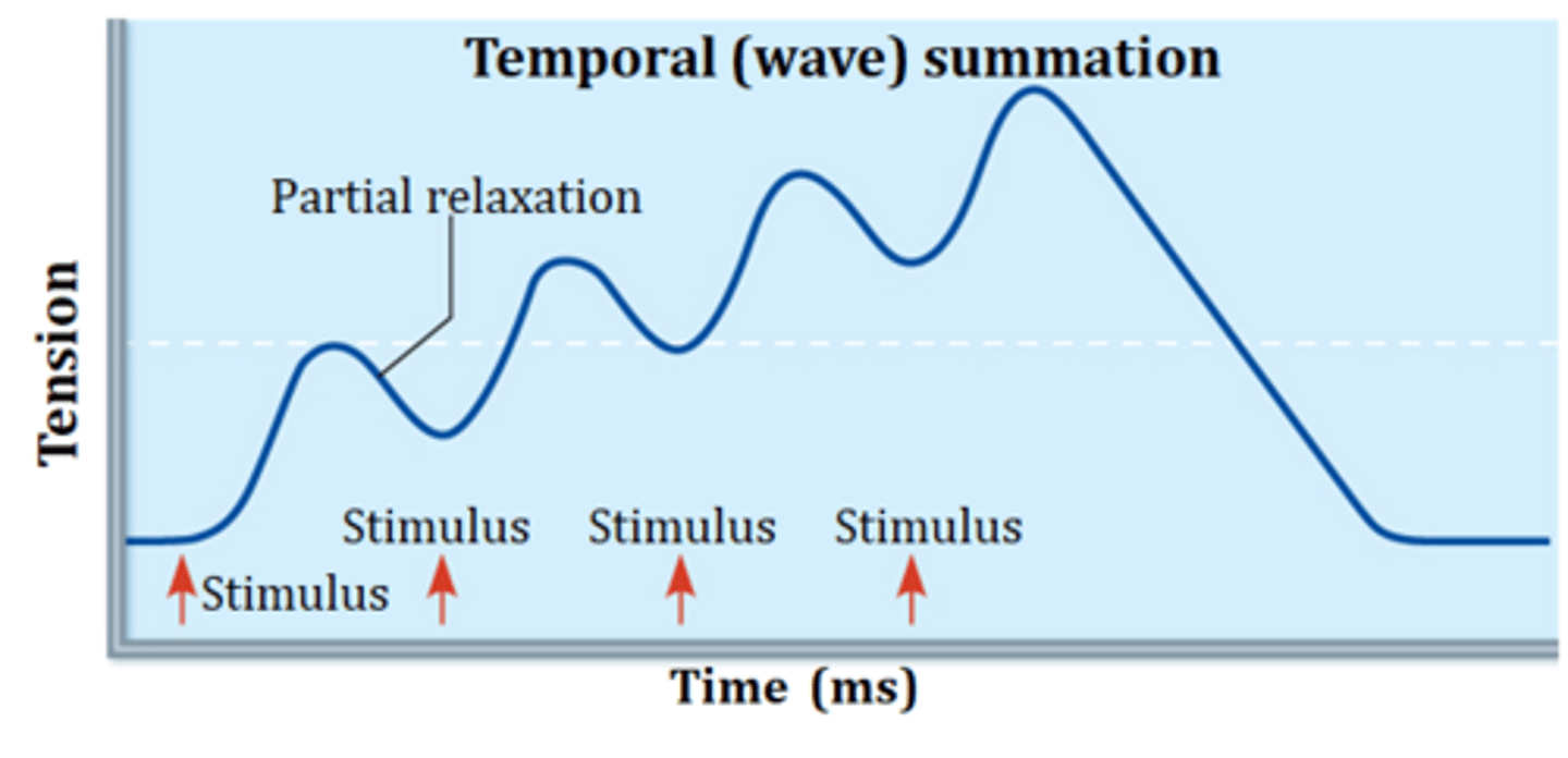 <p>temporal (wave)</p>