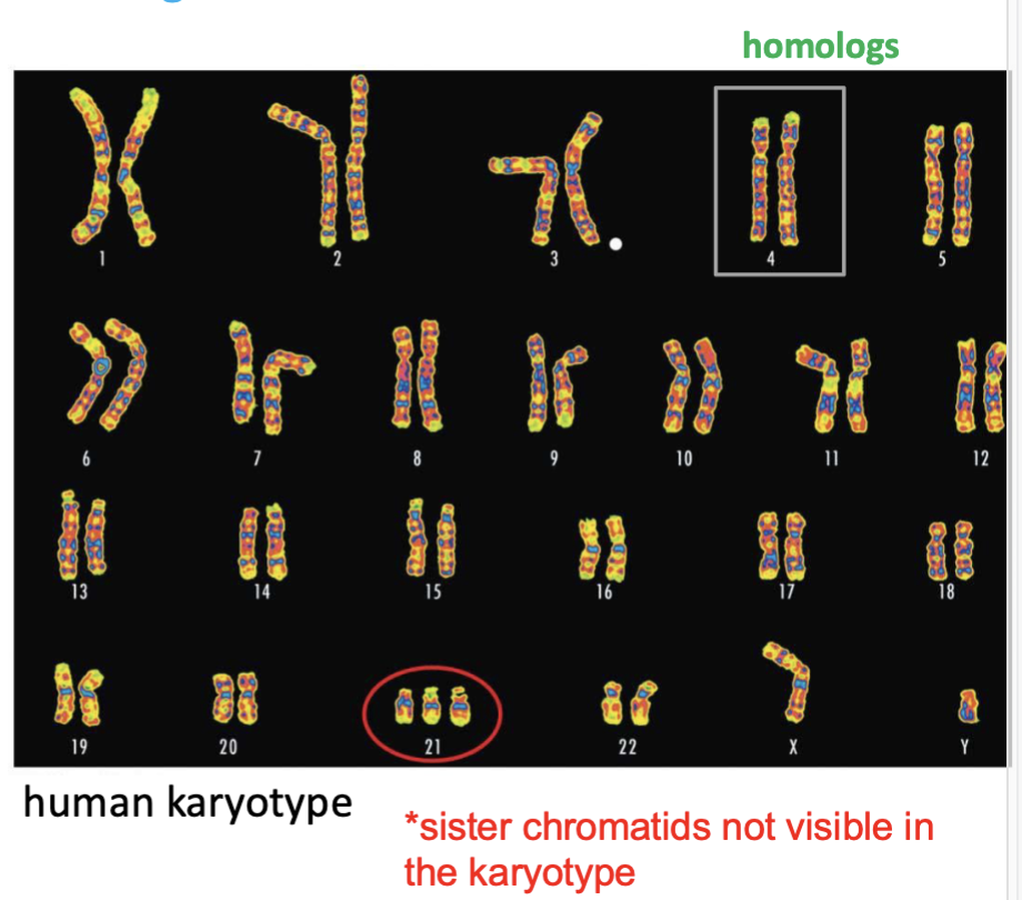 <p>94! (or # total DNA pieces present)</p>