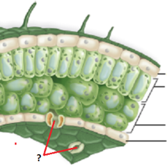 <p>Small openings on the underside of a leaf through which oxygen and carbon dioxide can move</p>