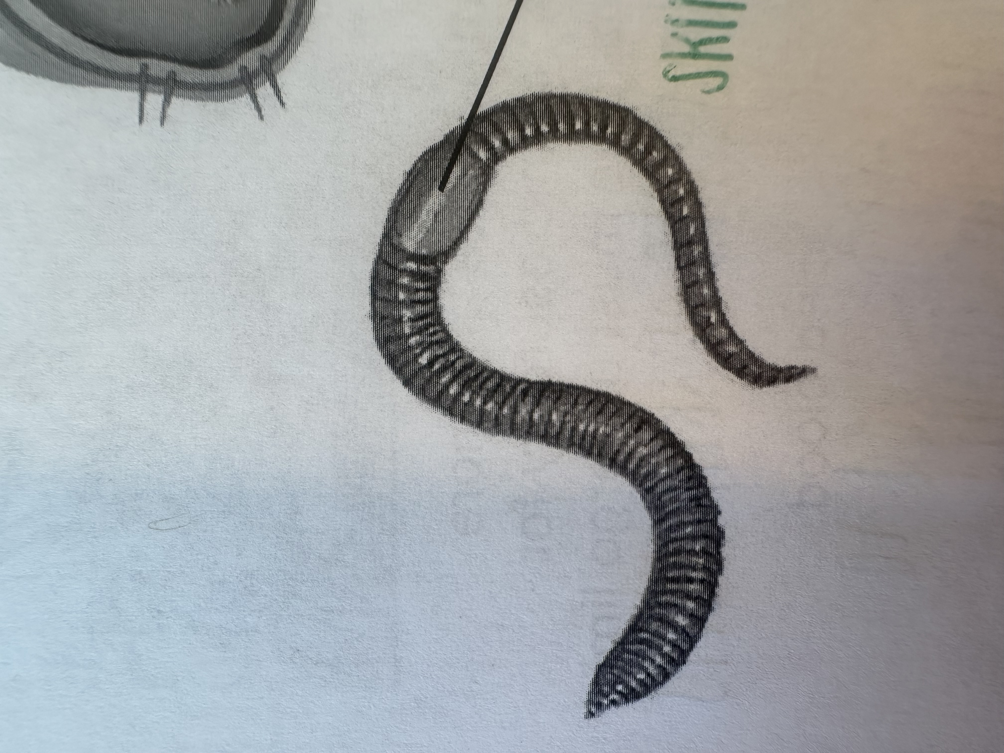 <p>Organ that secretes a <strong>mucus cocoon</strong> in which <strong>embryos</strong> develop (skin more <strong>smooth</strong>)</p>