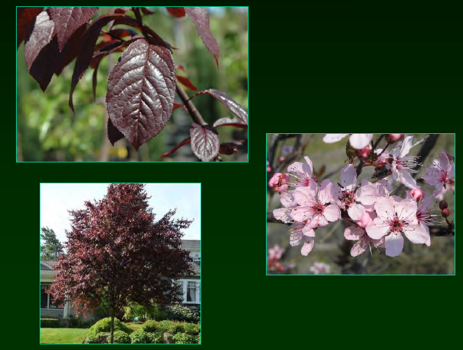 <p>•</p><p>Not native</p><p>•</p><p>Ornamental species</p><p>•</p><p>Key Characters:</p><p>•</p><p>Dark brown bark</p><p>•</p><p>Purple leaves</p><p>•</p><p>Pink flowers</p>
