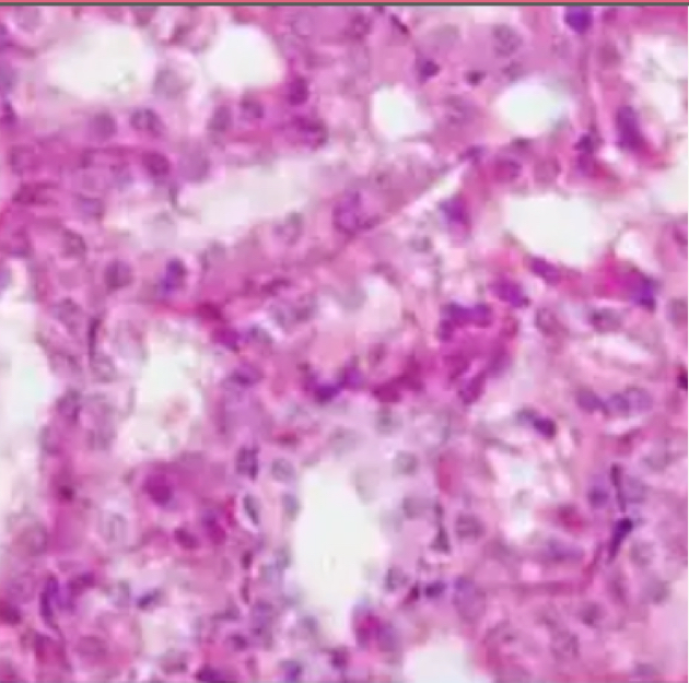 <p>Single layer of cube-shaped cells</p>