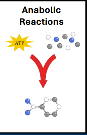 <p><strong>• Anabolic reactions</strong></p><p>• Builds complex molecules using smaller molecules</p><p>• Requires energetic input (ATP)</p><p></p><p>- Continuous cell division of cancer cells requires a substantial amount of <strong>anabolism</strong></p><p><strong>- Anabolism</strong> requires a substantial amount of energy (e.g. catabolism)</p>