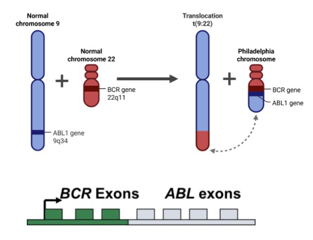 <p>Chromosomal rearrangement example</p><p>Chromosome 9-22 <strong>translocation</strong>; <strong>Chromosomal rearrangement</strong> seen in 95% if chronic myeloid leukemia (CML) patients</p><p><strong>Philadelphia chromosome</strong>: Fusion of ABL (Pro-growth) gene from chromosome 9 to the BCR (Highly expressed) gene on chromosome 22, resulting in a <strong>BCR-ABL fusion protein</strong>;</p><p>ABL gene on chromosome 9 encodes a protein kinase; the BCR-ABL fusion protein is hyperactive</p><p><strong>Gleevec</strong> is an inhibitor that binds in the ABL catalytic site; 87% survival rate out to 8 years</p>