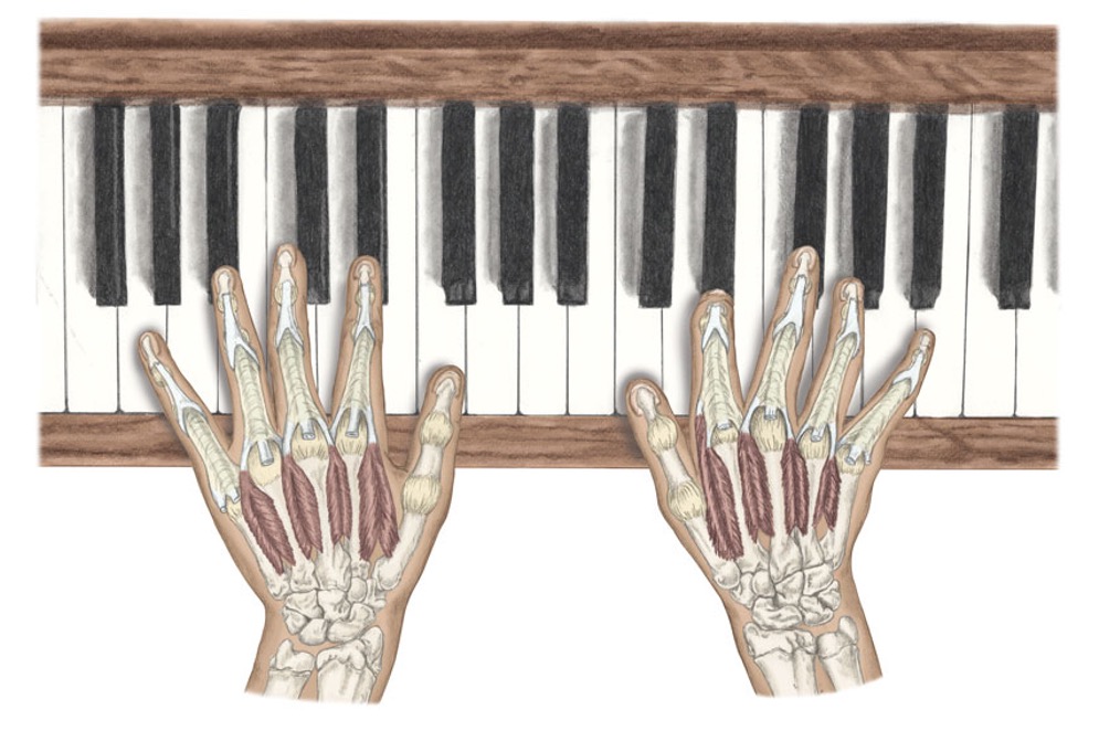 <p><span>dorsal interossei (abduction)</span></p><p style="text-align: left;"><span>&nbsp;palmar interossei (adduction)&nbsp;</span></p>