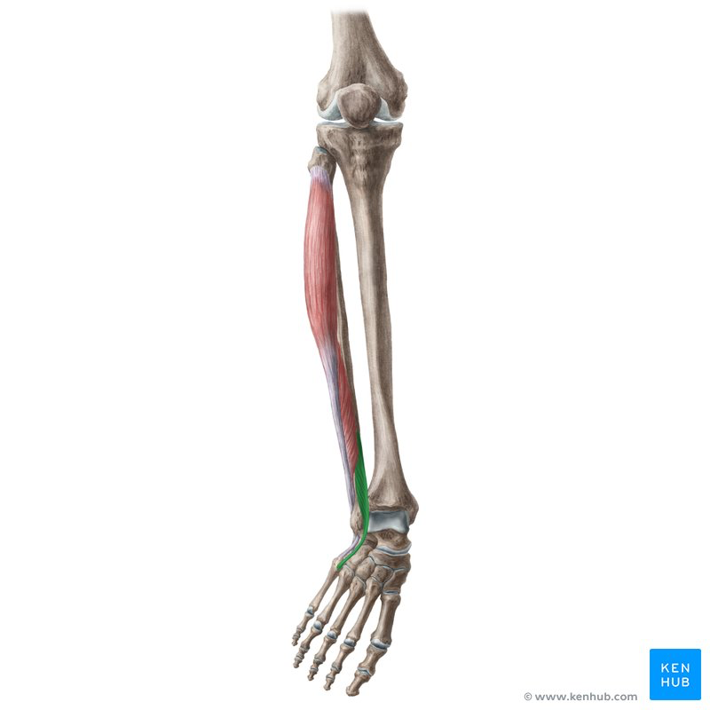 <p>Origin: inferior third of anterior surface of fibula and interosseous membrane</p><p>Insertion: dorsom of base of 5th metatarsal</p><p>Innervation: deep fibular nerve (L5, S1)</p><p>Action: dorsiflexes ankle; aids in eversion of foot</p>