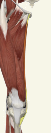 <p>Gracilis Actions</p>