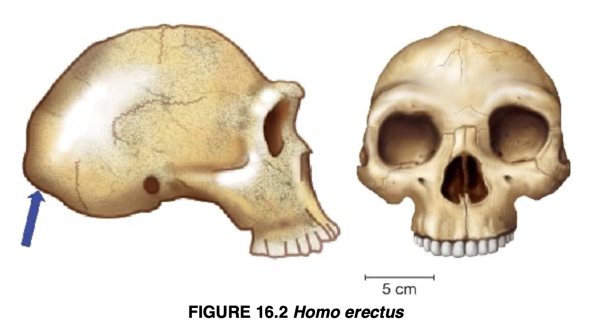 <p>Homo erectus</p>