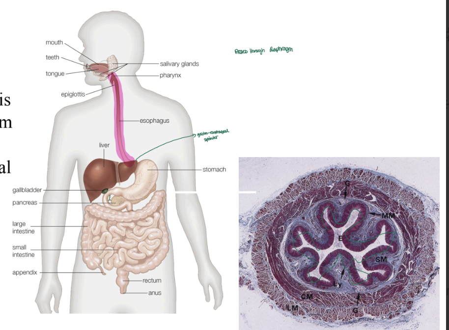 <p><span>Identify the esophagus and describe its location relative to other body structures.</span></p>