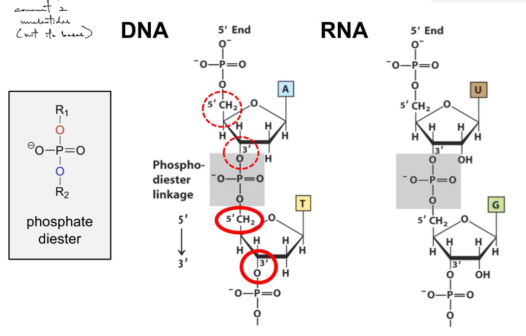<p>bond b/w <strong><u>3’ OH &amp; 5’ </u></strong>of 2 nucleotides (specifically b/w 2 sugar rings)</p><ul><li><p><span style="color: rgb(176, 174, 174);">(where 3’ OH becomes 3’ O that’s part of phosphate, which binds to the 5’ of another ring)</span></p></li><li><p>3” OH can be either with :</p><ul><li><p>5’ phosphate w/in the strand — DNA ligase</p></li><li><p>5’ phosphate of incoming dNTP — DNA polymerase</p></li></ul></li></ul><p>__</p><p>made from DNA <u>ligase</u> &amp; <u>DNA polymerase</u></p><p>cleaved from <u>exonuclease &amp; endonuclease</u></p><p>__</p><p>phosphodiester bond forms the <u>sugar-phosphate </u><strong><u>backbone</u></strong><u> w/in the SAME strand</u></p>