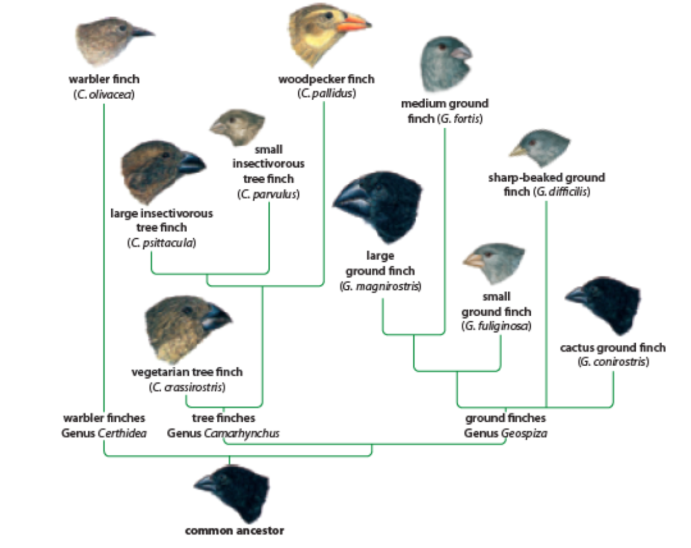 <p>A population of finches in the Galapagos</p><p>In the past, members of the ancestral species reached one of the islands</p><p>There were many unoccupied <strong>ecological niches</strong> for this species to move into</p><p>Finches on different islands faced different selective pressures – <strong>divergent</strong> speciation took place!</p><p>By looking at DNA and individual characteristics (such as beak length), scientists have been able to organize a phylogenetic tree showing the evolution of 14 different finch species</p>