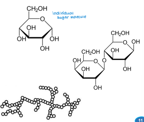 <p><strong><u>Polysaccharide Macromolecules </u></strong></p><ul><li><p><span style="color: blue;"><strong><u>Polysaccharides</u></strong></span> = polymers of ________</p><ul><li><p>energy rich fuel stores </p></li><li><p>rigid structural components of cell walls (in plants and bacteria)</p></li><li><p>extracellular recognition elements that bind to proteins on other cells </p></li></ul></li><li><p><strong><mark data-color="yellow" style="background-color: yellow; color: inherit;">Glycome </mark>= entire complement of carbohydrate-containing molecules in a cell </strong></p></li></ul><p></p>