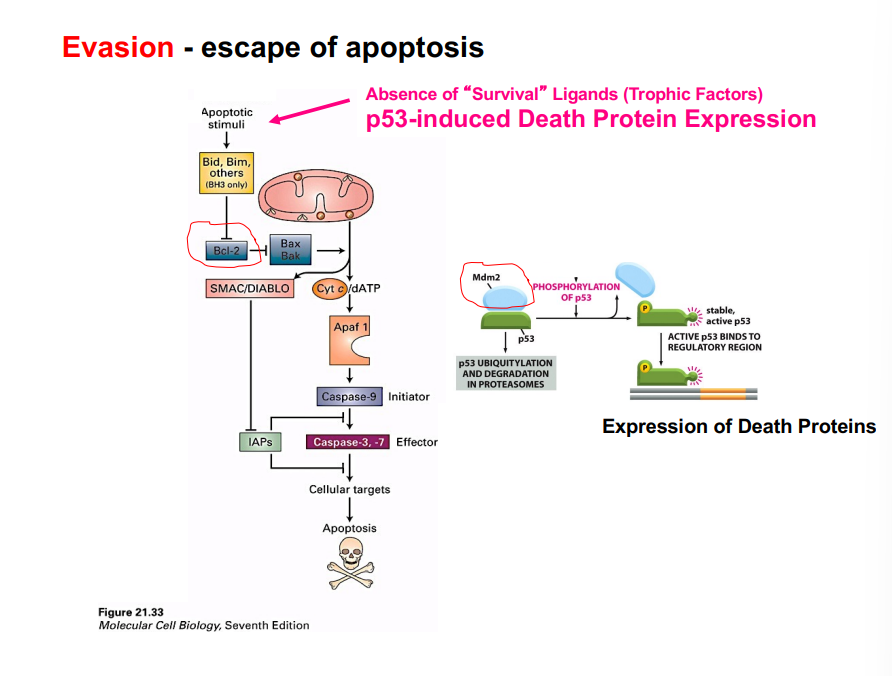 <p><span style="background-color: transparent;"><strong>Hallmark 3: Evasion of Apoptosis</strong></span></p>