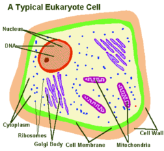 <p>compartmentalization</p><p>dividing the cell into "rooms" (compartments)</p><p>Each "room" = an organelle, like the nucleus, mitochondria, or Golgi apparatus</p>