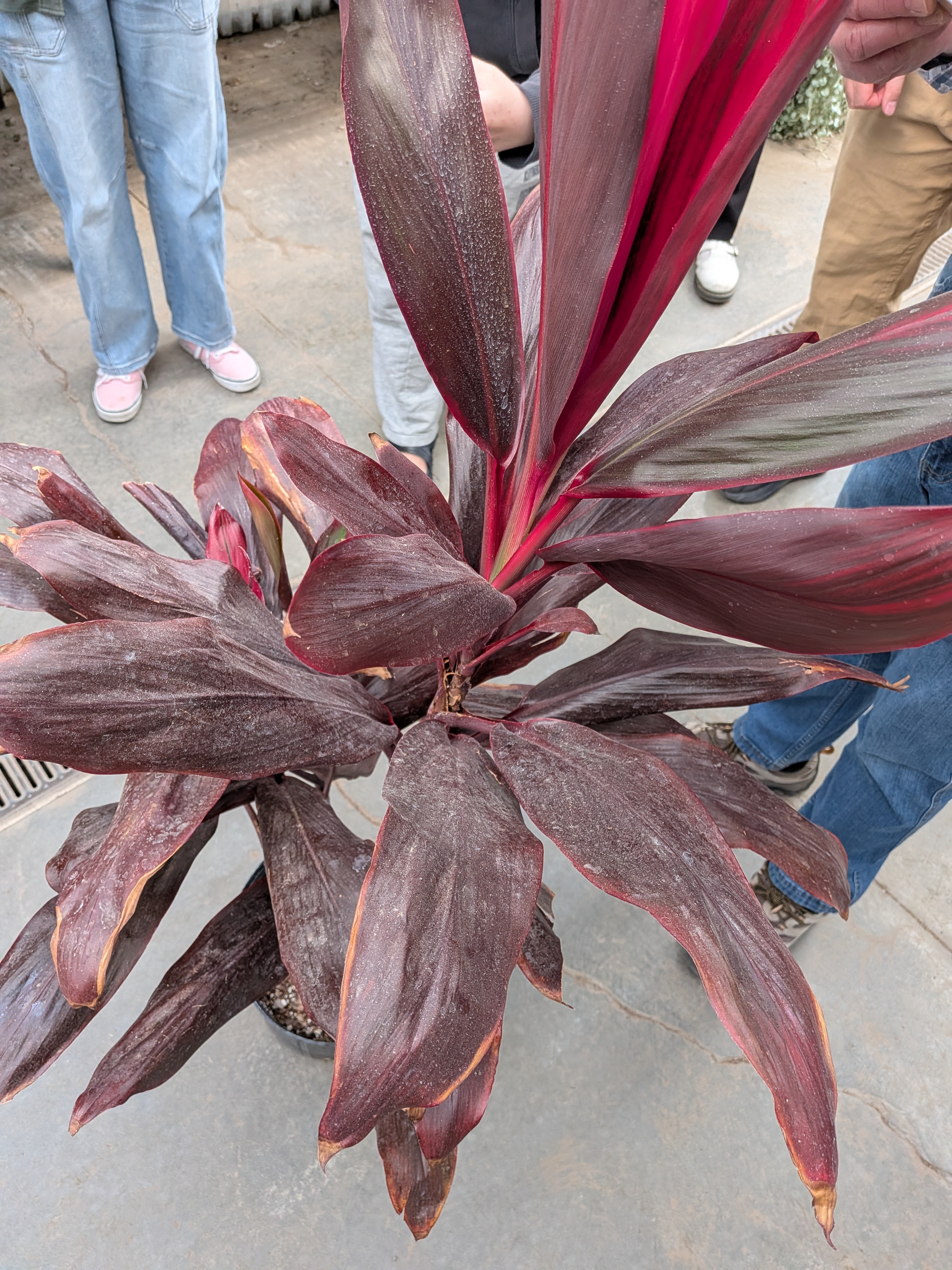 <p>Hawaiian Ti Plant</p>