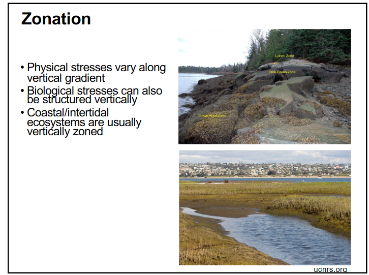 <p>-physical stressors vary along a vertical gradient, biological stressors can also be structured vertically</p><p>-coastal/intertidal ecosystems are usually vertically zoned </p><p>-zonation is based on specific species organisms’ tolerance to both physical and biological stressors</p>