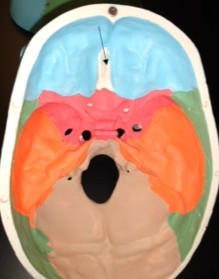 <p>What is this bone?</p>