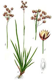 <p>rush with more defined flowers</p><p>grass-like leaves that are usually arranged in a basal tuft, with a distinctive feature of fine, white,, soft hairs on the edges of the leaf blades.</p>