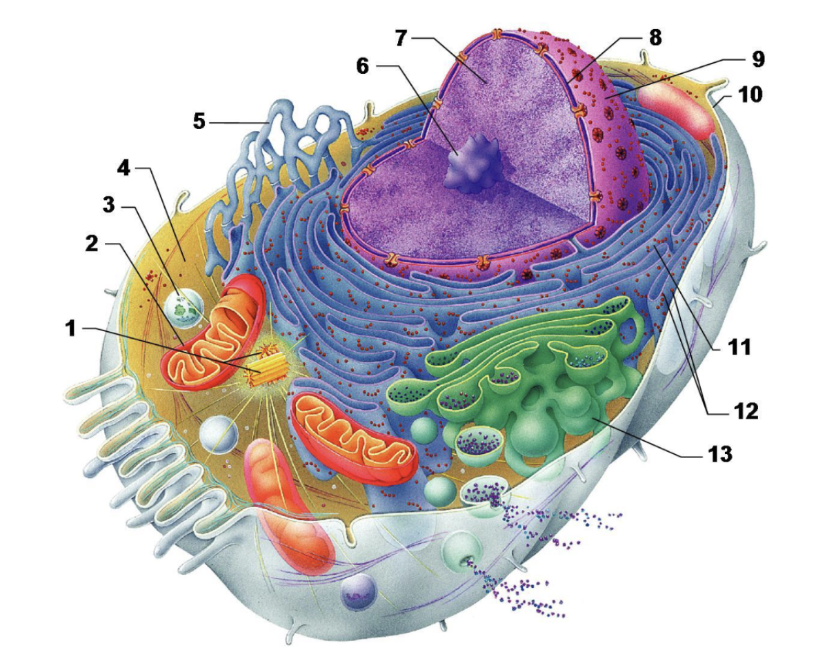 <p>5</p>