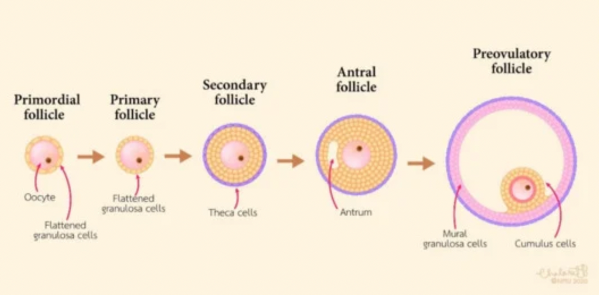 <ul><li><p>Primordial follicle → seen with anovulation</p></li><li><p>Pre-antral follicle → most become atretic (do not become mature)</p></li><li><p>Antral follicle → dominant cell secretes estrogen → decrease FSH → atresia</p></li><li><p>Pre-ovulatory follicle </p></li></ul><p></p><p></p>