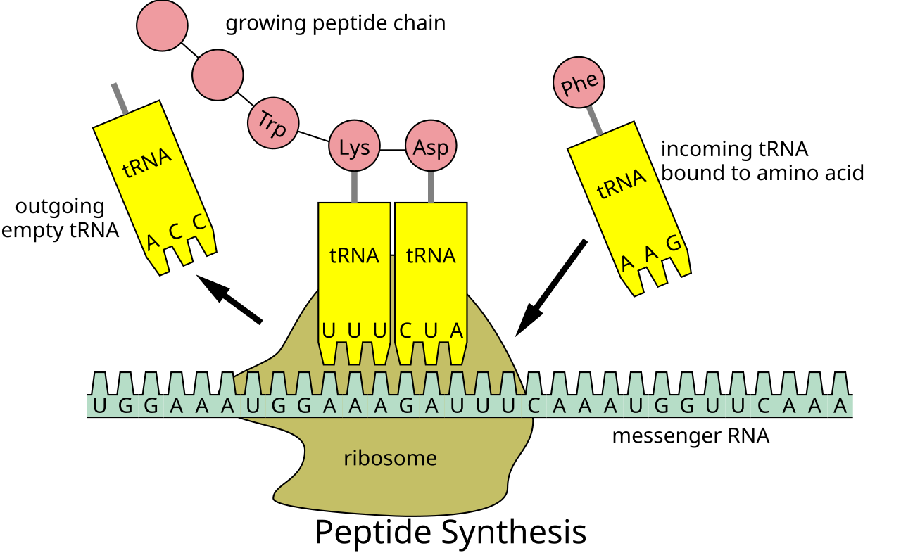 <p>Transfer RNA (tRNA)</p>
