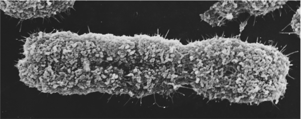 <p>when chromosomes <strong>condense (</strong>Recall that euka chromosomes comprise a single, long DNA double helix bound to histone proteins), The double helix wraps around balls of 8 histone proteins, forming a structure called a …… and these are clustered into compact arrays called 30-nm fibers.</p><p><span>During …..phase, when <strong>genes are being transcribed </strong>and RNAs and proteins are being made, 30-nm fibers and nucleosomes may be broken apart to expose particular genes—leading to what life scientists call "open" DNA. </span></p><p><span>But when mitosis begins, …. stops. Instead, DNA compaction gets more ….. Specifically, 30-nm fibers are folded and packed together into extremely …. configurations. (image)</span></p><p><span>in the flic u can see that … chromatids are held tightly together, all along their length. Later, when each chromosome is moved to the center of the cell before being pulled apart, most of the proteins that hold the sister chromatids together start to <strong>break down</strong>, creating an … like shape </span></p><p><span>***….. position and …. activity are essential for mitosis to BECUSE if replicated chromosomes don't attach to microtubules and then pull sister chromatids apart correctly, daughter cells <strong>will not get one copy of each chromosome.</strong>&nbsp;</span></p><p><strong>…… cells:</strong><span> Cells that directly give rise to sperm or eggs, or are sperm or eggs themselves. *****undergo meiosis to produce haploid daughter cell</span></p><p><strong>…… cells:</strong><span> Cells that form the body, and that only undergo mitosis</span></p><p><strong>…….. chromosomes (or simply homologs):</strong><span> …. versions of the same chromosome type.</span><br><span>&nbsp;</span></p>