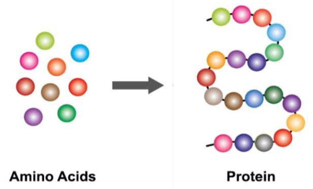 <p><strong>polymer: protein</strong>, proteins are larger complex polymers and are made up of long chains of amino acids </p><p></p><p><strong>monomer: amino acids</strong>, amino acids are the monomer of proteins just as nucleotides are the monomers of DNA and RNA </p>