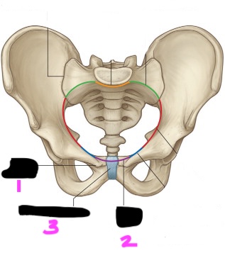 <p>label this diagram of the pubic features on the pelvis</p>
