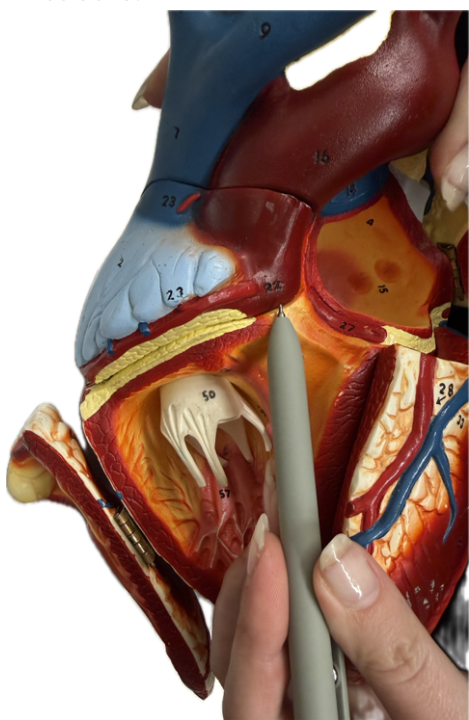 <p>What is the structure and function?</p><p></p>
