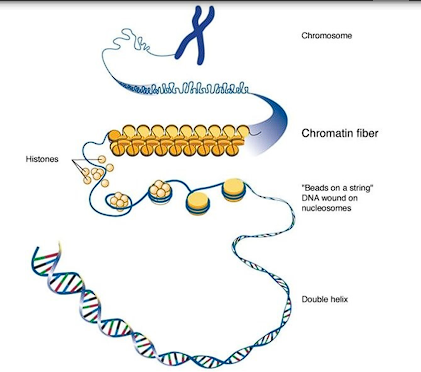 <p>Each chromosome is a molecule of DNA→ Coiled into chromatin→ Coiled around central cores called nucleosomes→ Associated with histone proteins →TIGHTNESS of coiling controls GENE EXPRESSION</p><p></p>